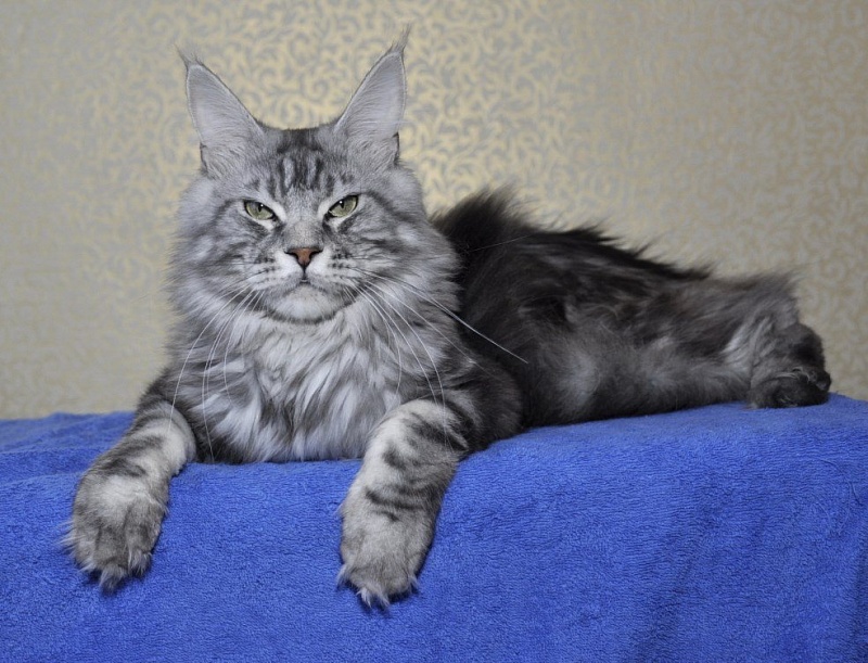 Firmach Afonya Coon - maine-coon