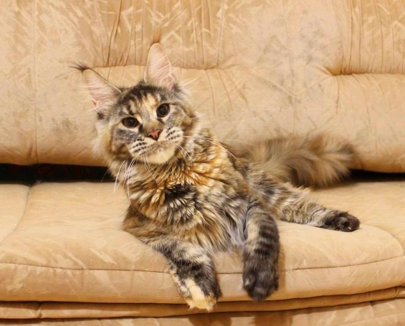 Augusta Svindoff - maine-coon