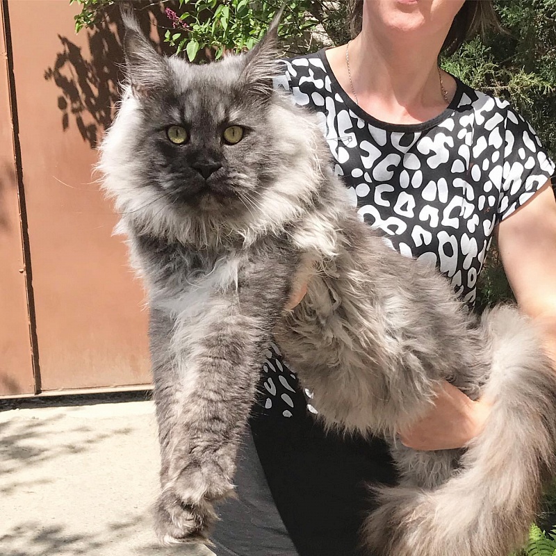 Darvin Afonya Coon - maine-coon