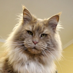 A Winerau's Ceylon of Perfect Cat