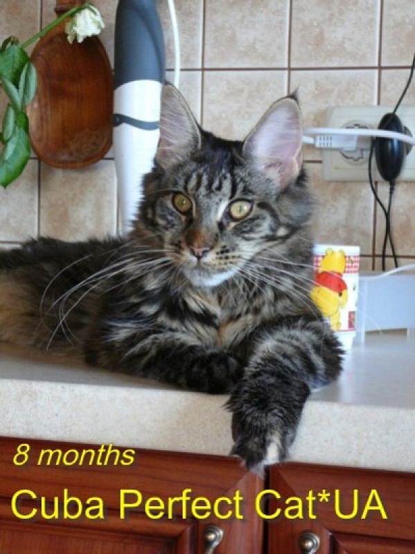 Cuba Perfect Cat - maine-coon