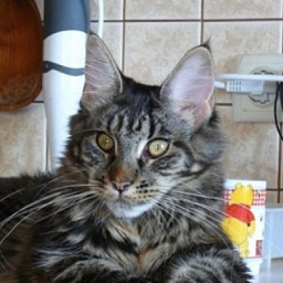 Cuba Perfect Cat