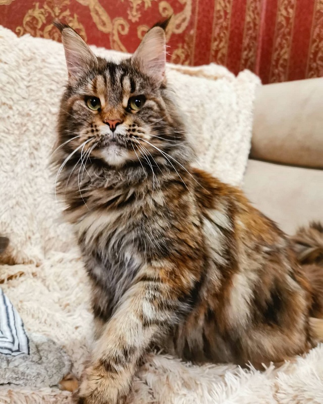 Mazurka Afonya Coon - maine-coon