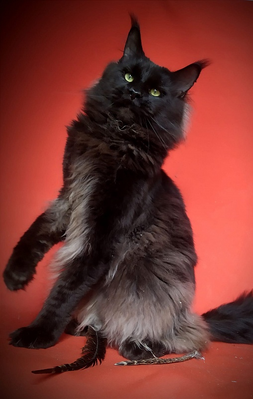 Z'Bash Gracia Felina - maine-coon