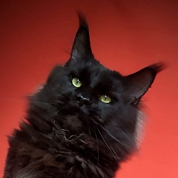Z'Bash Gracia Felina