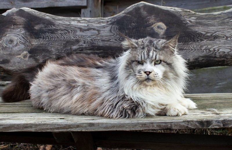 Handy Dandy Chamberlain - maine-coon
