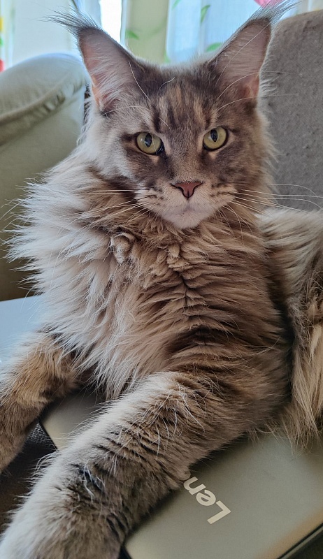 Meotidapride Freja - maine-coon