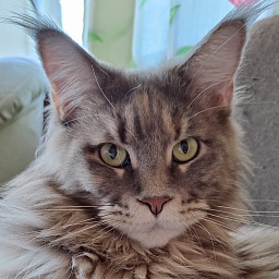 Meotidapride Freja