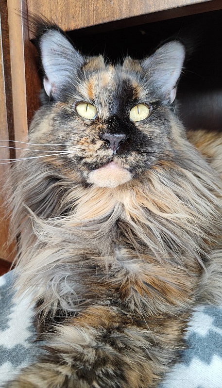 Virginia from Kirbeautycoon - maine-coon