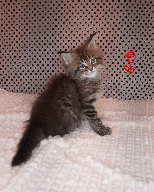 Gatto Fantastico Rosenelle - Kitten maine-coon 1 month 2 weeks