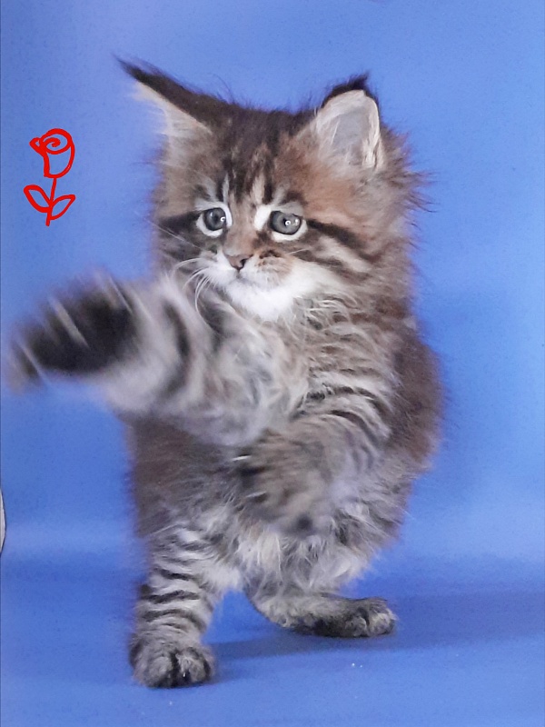 Gatto Fantastico Rosenelle - Kitten maine-coon 1 month 2.5 weeks
