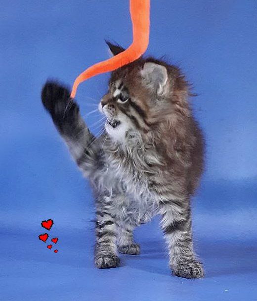 Gatto Fantastico Rosenelle - Kitten maine-coon 1 month 2.5 weeks