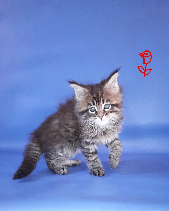 Gatto Fantastico Rosenelle - Kitten maine-coon 1 month 2.5 weeks