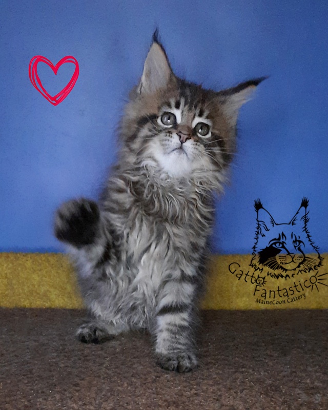 Gatto Fantastico Rosenelle - Kitten maine-coon 2 months 0.5 weeks