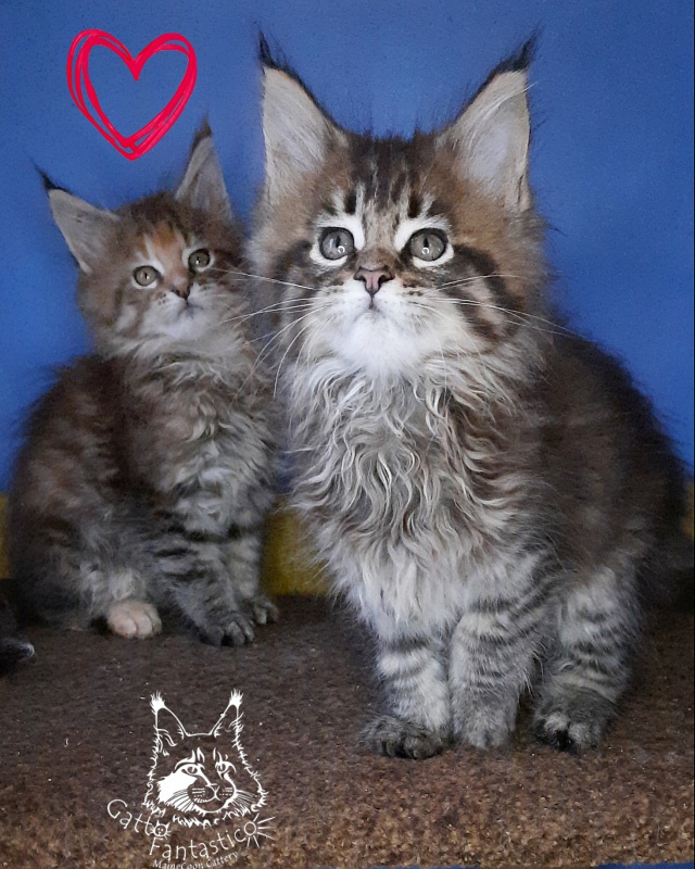 Gatto Fantastico Rosenelle - Kitten maine-coon 2 months 0.5 weeks