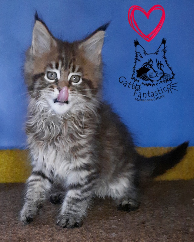 Gatto Fantastico Rosenelle - Kitten maine-coon 2 months 0.5 weeks