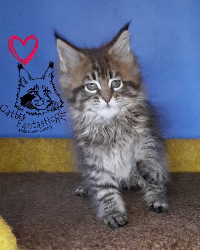 Gatto Fantastico Rosenelle - Kitten maine-coon 2 months 0.5 weeks