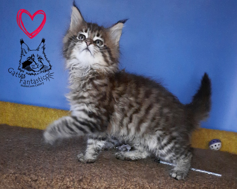 Gatto Fantastico Rosenelle - Kitten maine-coon 2 months 0.5 weeks