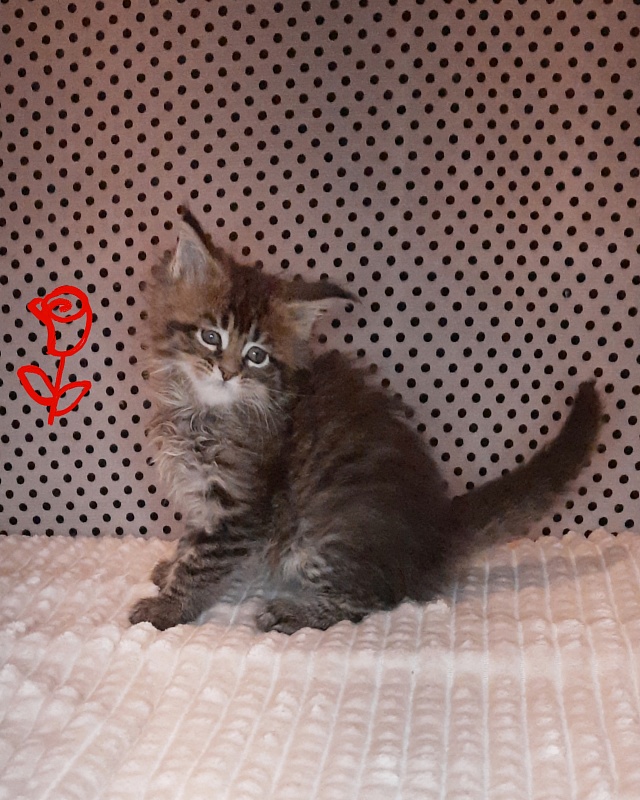 Gatto Fantastico Rosenelle - Kitten maine-coon 1 month 2 weeks