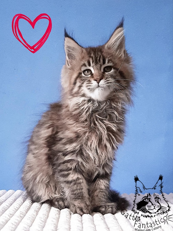 Gatto Fantastico Rosenelle - Kitten maine-coon 2 months 3 weeks