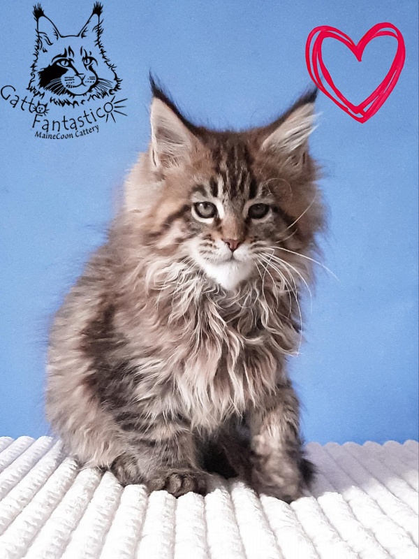 Gatto Fantastico Rosenelle - Kitten maine-coon 2 months 3 weeks