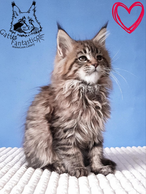 Gatto Fantastico Rosenelle - Kitten maine-coon 2 months 3 weeks