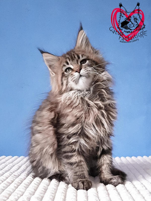 Gatto Fantastico Rosenelle - Kitten maine-coon 2 months 3 weeks