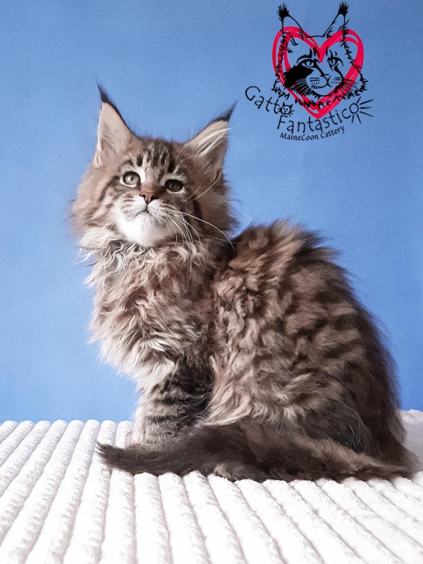 Gatto Fantastico Rosenelle - Kitten maine-coon 2 months 3 weeks