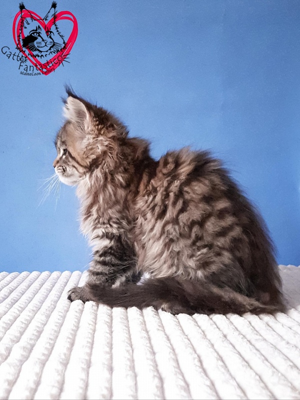 Gatto Fantastico Rosenelle - Kitten maine-coon 2 months 3 weeks
