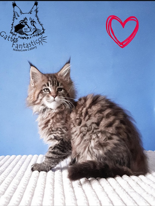 Gatto Fantastico Rosenelle - Kitten maine-coon 2 months 3 weeks