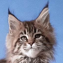 Gatto Fantastico Rosenelle