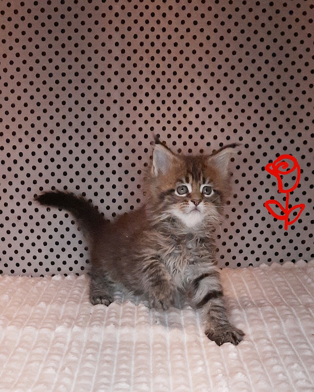 Gatto Fantastico Rosenelle - Kitten maine-coon 1 month 2 weeks
