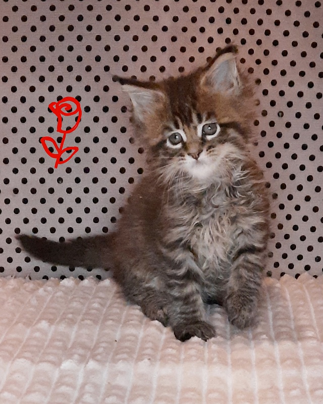 Gatto Fantastico Rosenelle - Kitten maine-coon 1 month 2 weeks