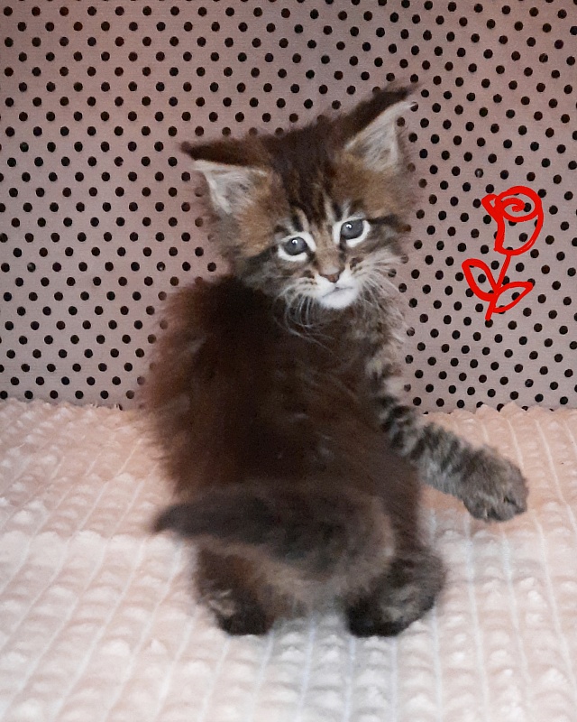 Gatto Fantastico Rosenelle - Kitten maine-coon 1 month 2 weeks