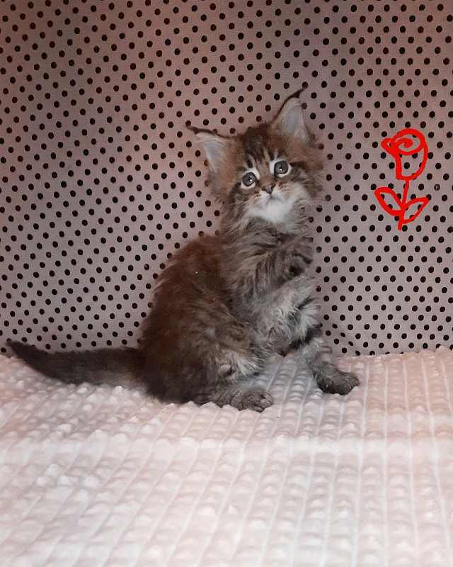 Gatto Fantastico Rosenelle - Kitten maine-coon 1 month 2 weeks