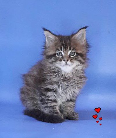 Gatto Fantastico Rosenelle - Kitten maine-coon 1 month 2.5 weeks