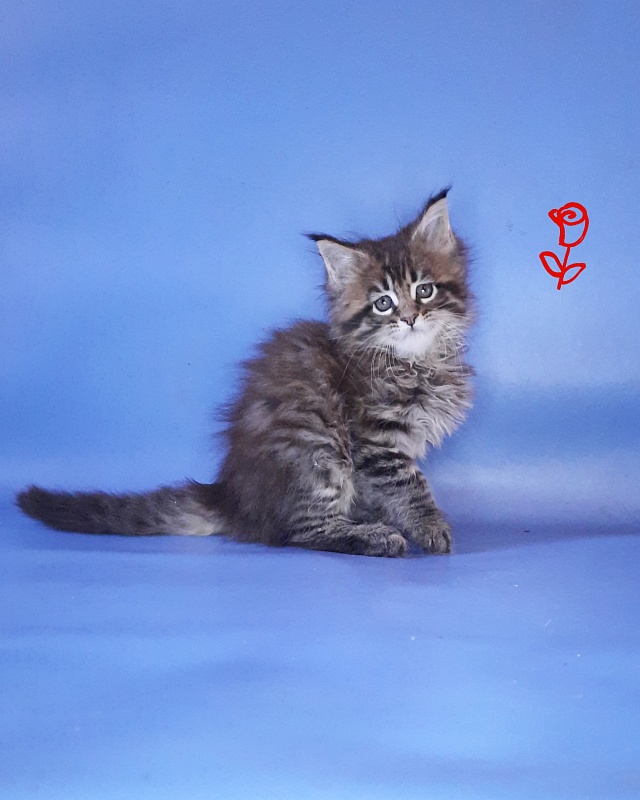 Gatto Fantastico Rosenelle - Kitten maine-coon 1 month 2.5 weeks