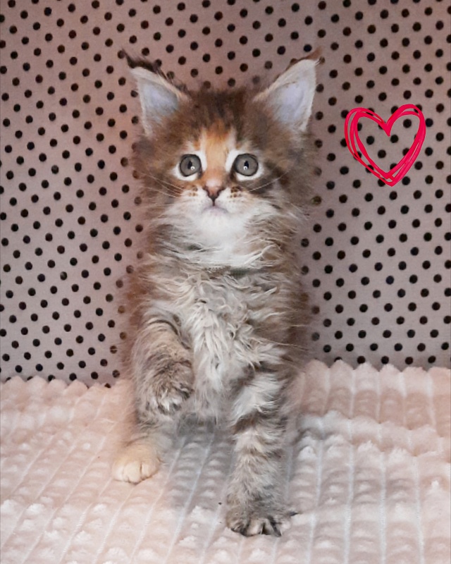 Gatto Fantastico Rufalina - Kitten maine-coon 1 month 2 weeks