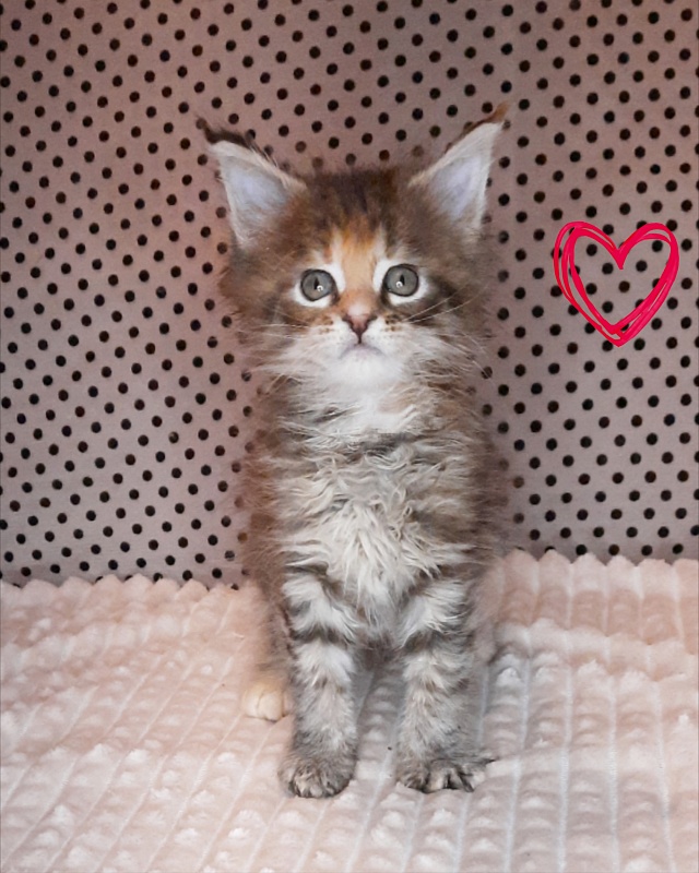 Gatto Fantastico Rufalina - Kitten maine-coon 1 month 2 weeks