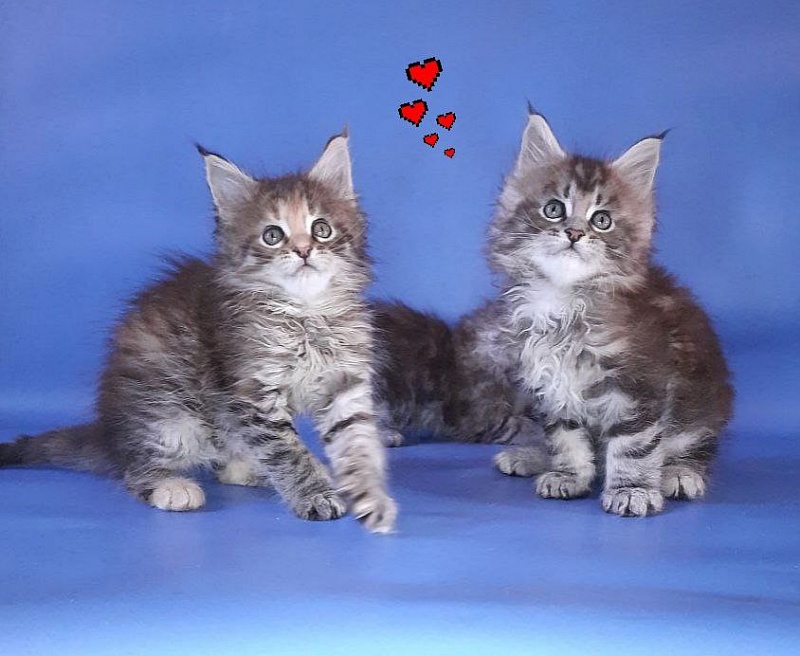 Gatto Fantastico Rufalina - Kitten maine-coon 1 month 2.5 weeks