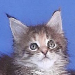 Gatto Fantastico Rufalina