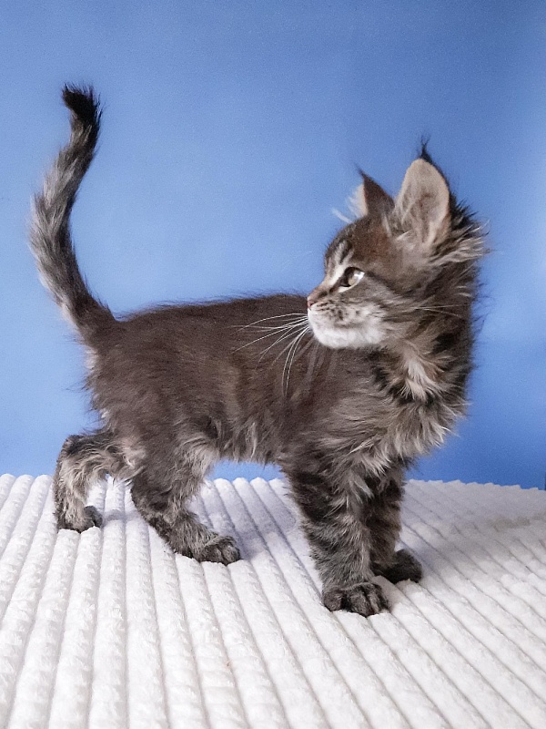 Gatto Fantastico Romario - Kitten maine-coon 2 months 3 weeks