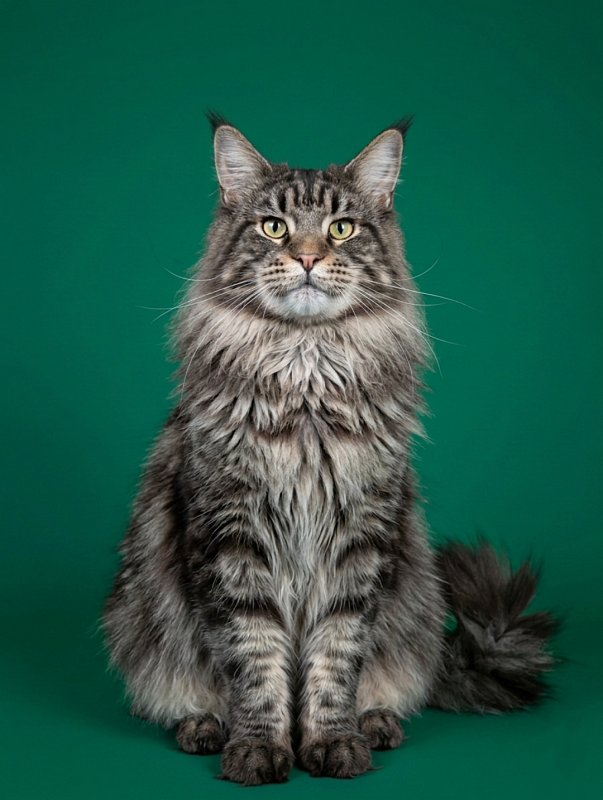 Gatto Fantastico  Romario - Adult maine-coon 1 year 6 months 0.5 weeks