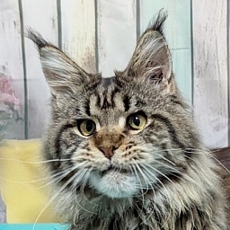 Gatto Fantastico  Romario