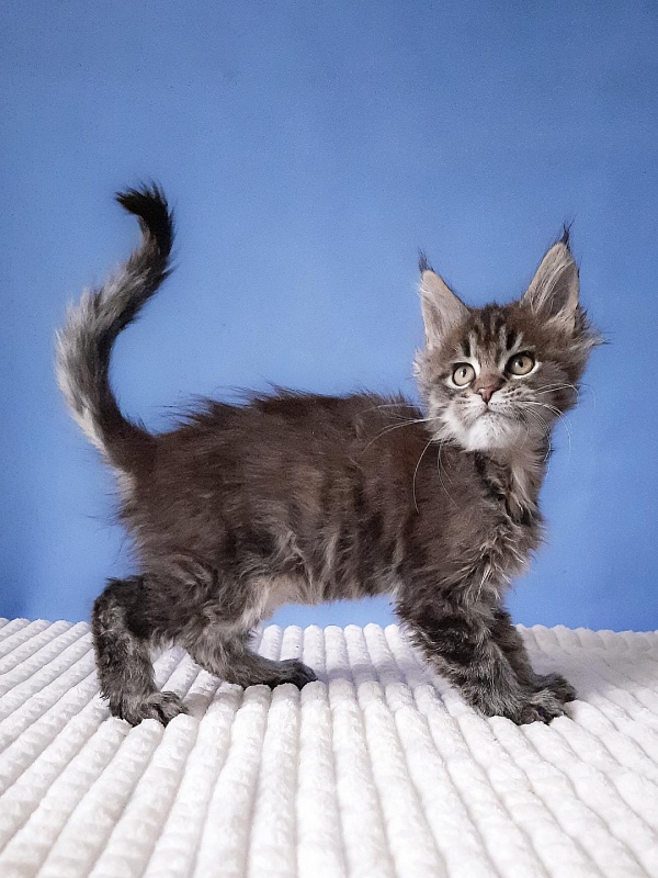 Gatto Fantastico Romario - Kitten maine-coon 2 months 3 weeks