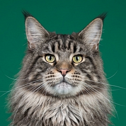 Gatto Fantastico  Romario