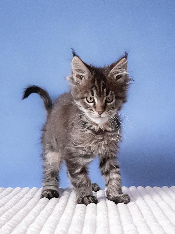 Gatto Fantastico Romario - Kitten maine-coon 2 months 3 weeks
