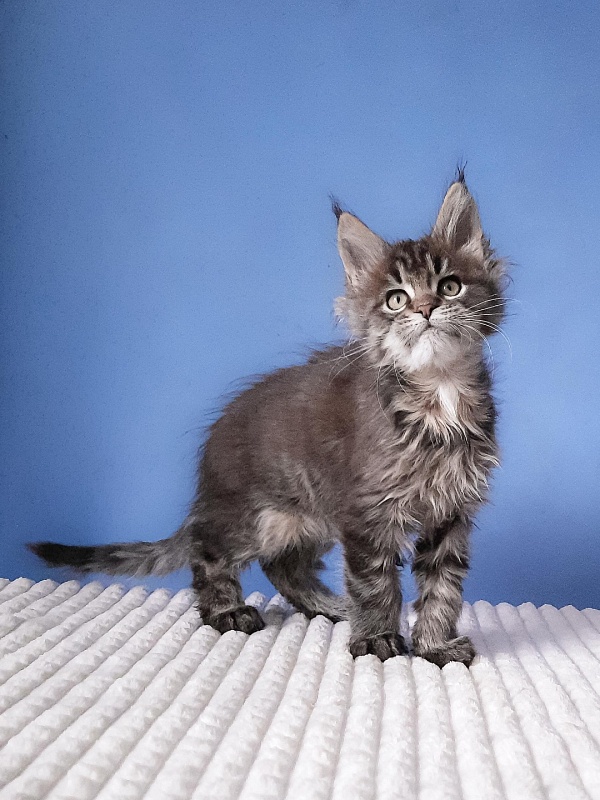 Gatto Fantastico Romario - Kitten maine-coon 2 months 3 weeks