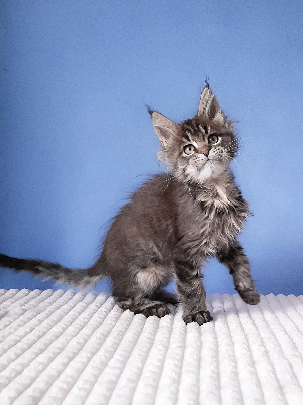 Gatto Fantastico Romario - Kitten maine-coon 2 months 3 weeks