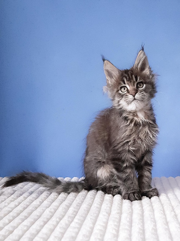 Gatto Fantastico Romario - Kitten maine-coon 2 months 3 weeks